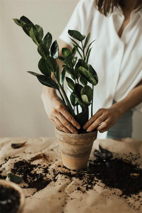 屋內植物|10大室內植物推薦！虎尾蘭、白鶴芋好照顧又淨化空氣…